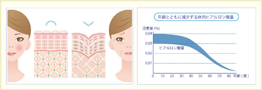 年齢とともに減少する体内ヒアルロン酸量