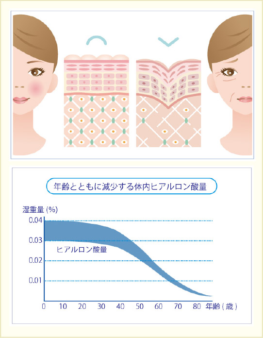 年齢とともに減少する体内ヒアルロン酸量