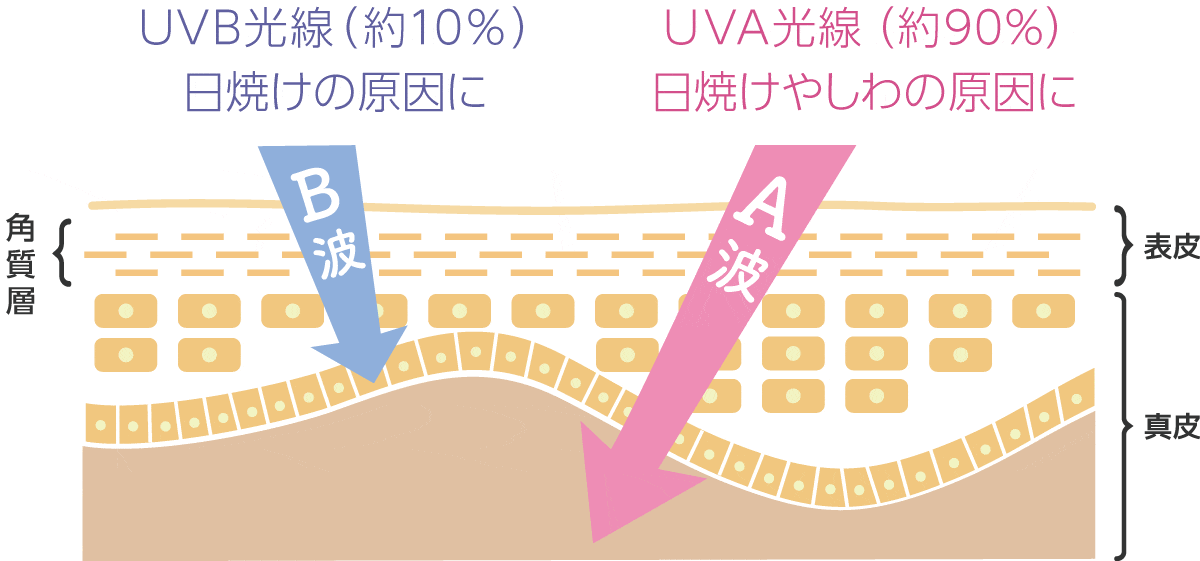 UVA光線とUVB光線の特徴