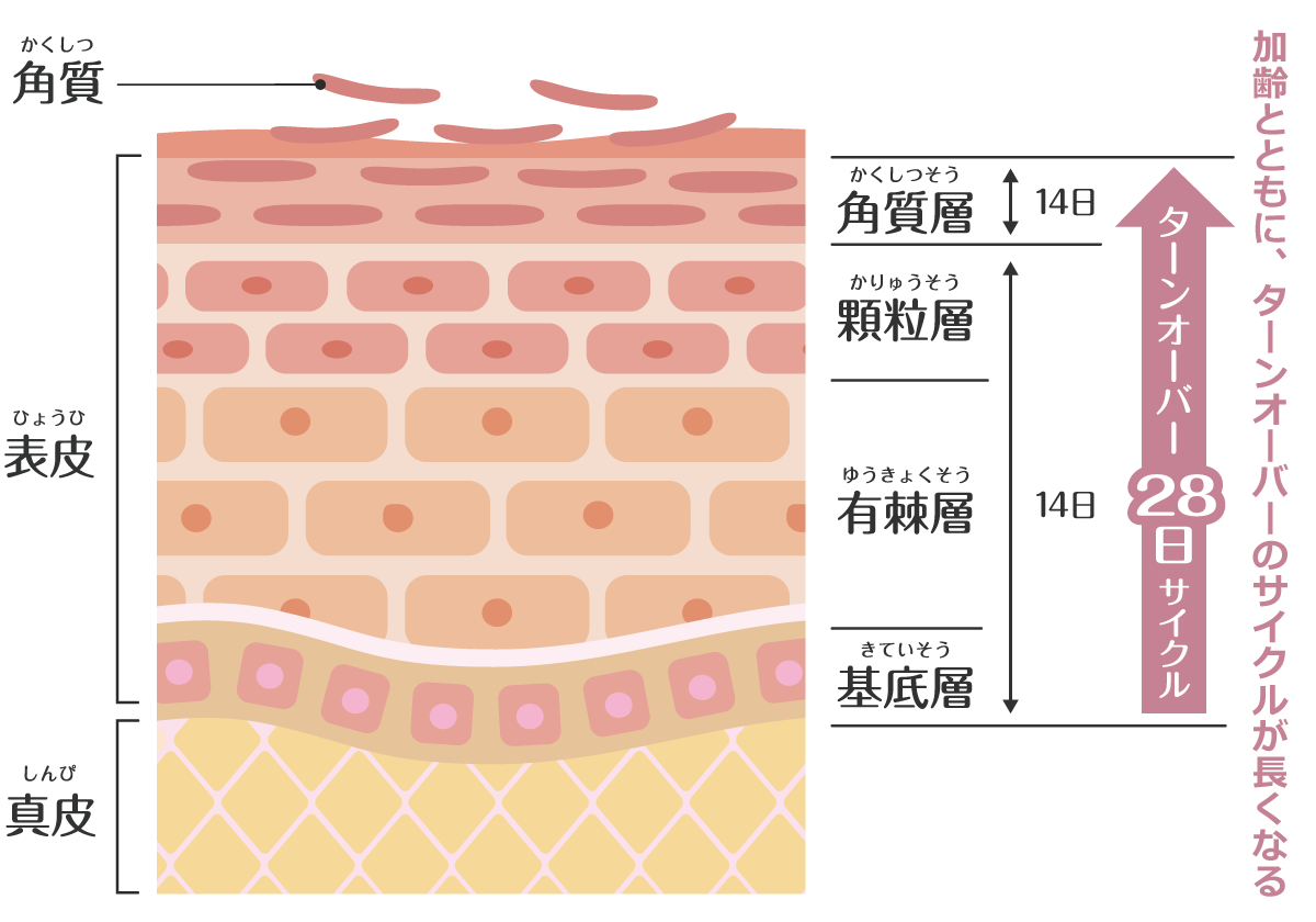 肌の構造とターンオーバー