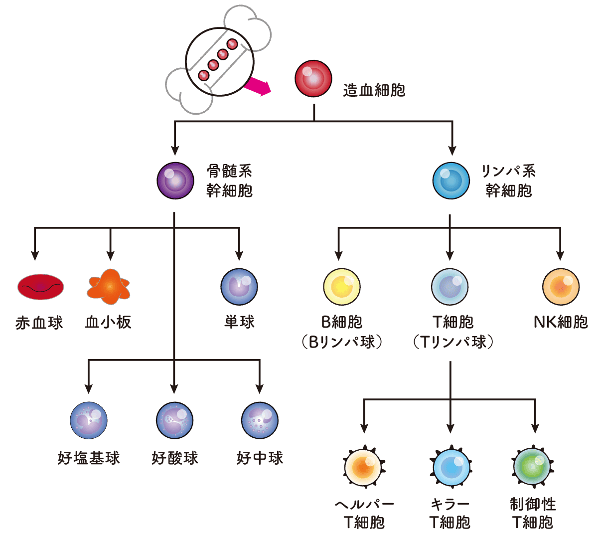 活性化自己リンパ球療法とは<