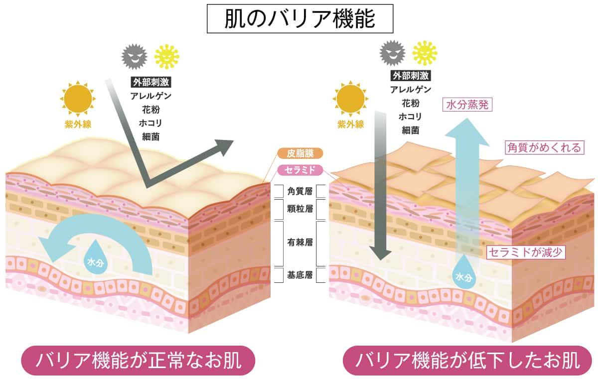 肌のバリア機能