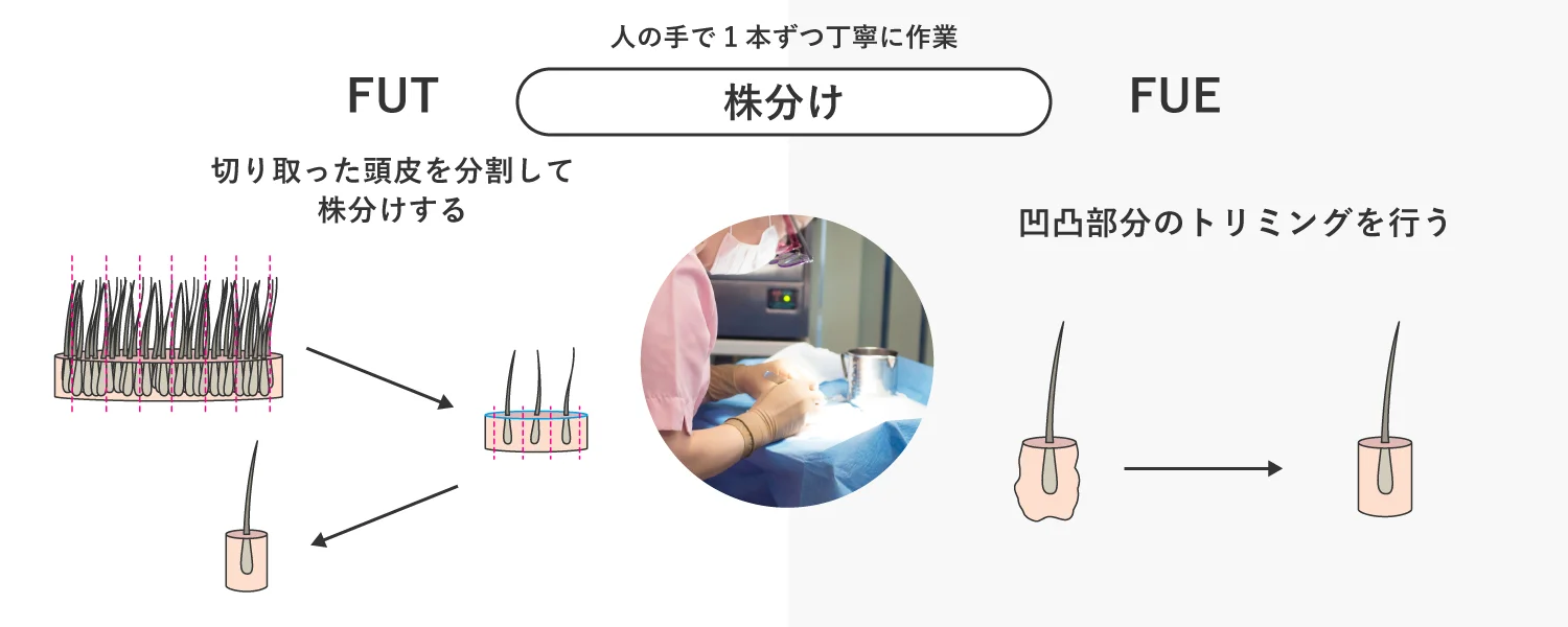 株分けの採取方法の図解イラスト
